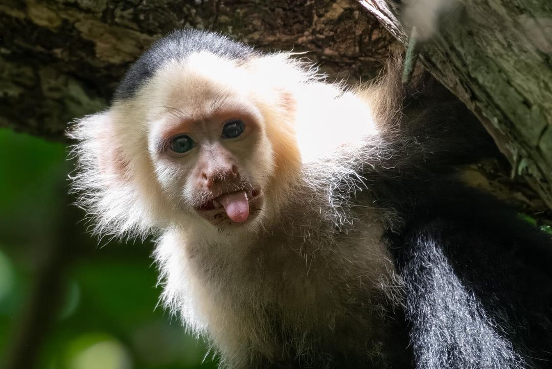 Capuchin Monkey
