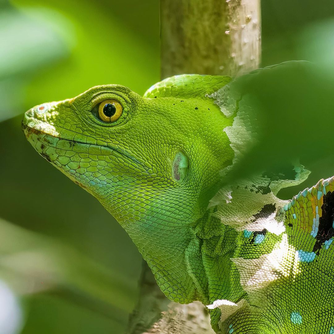 Emerald Basilisk