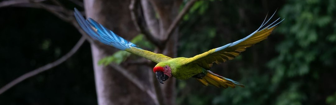Header Costa Rica
