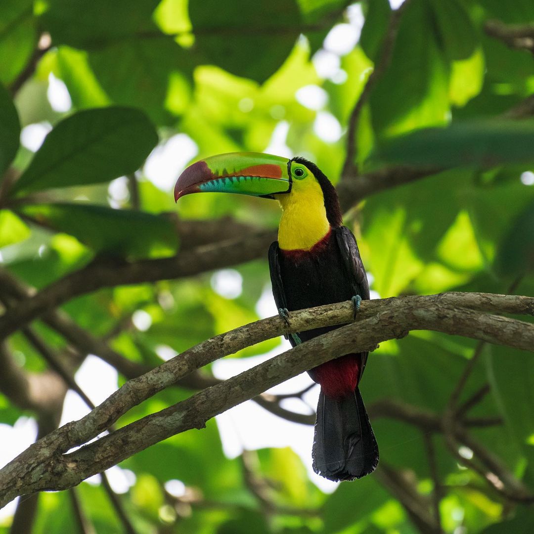 Keel Tucan