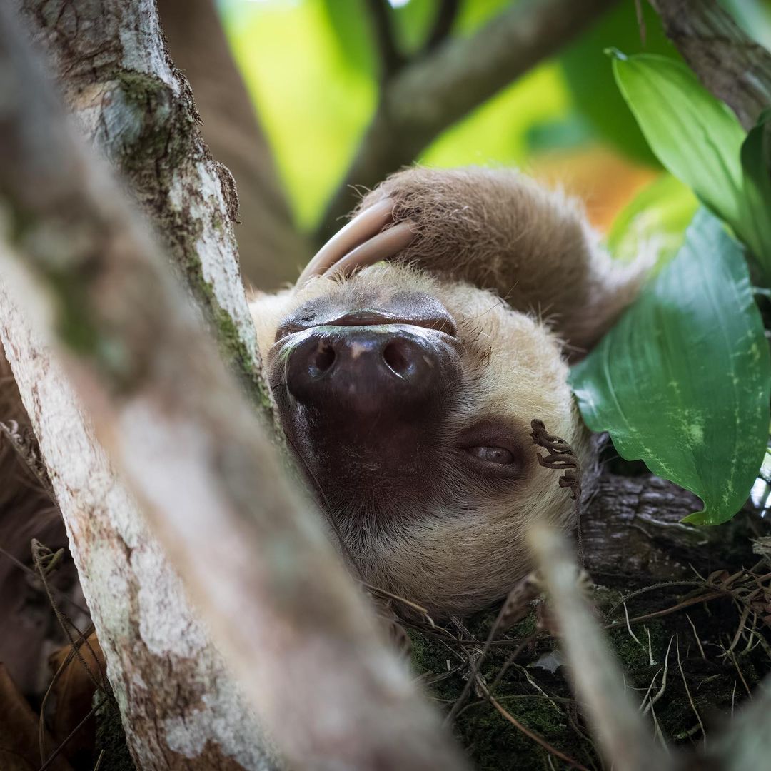 Sloths
