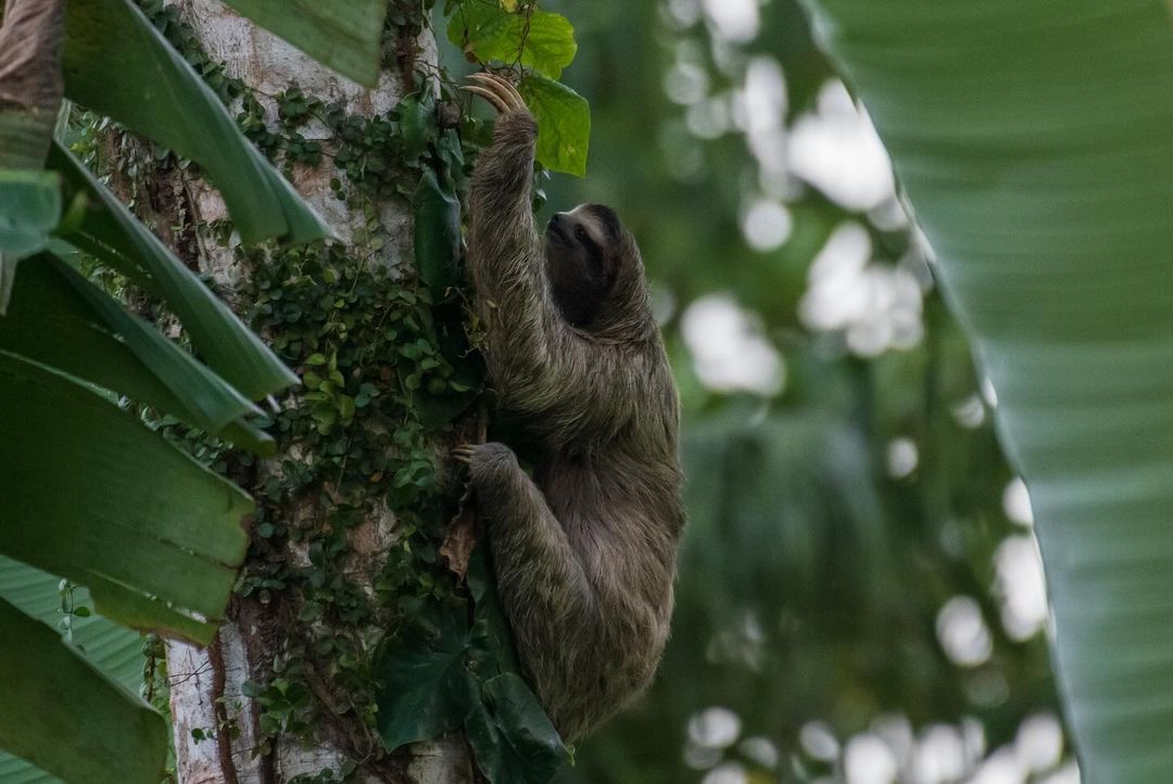 Sloths