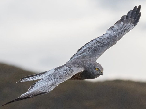Vari ceniciento - Cinereous harrier
