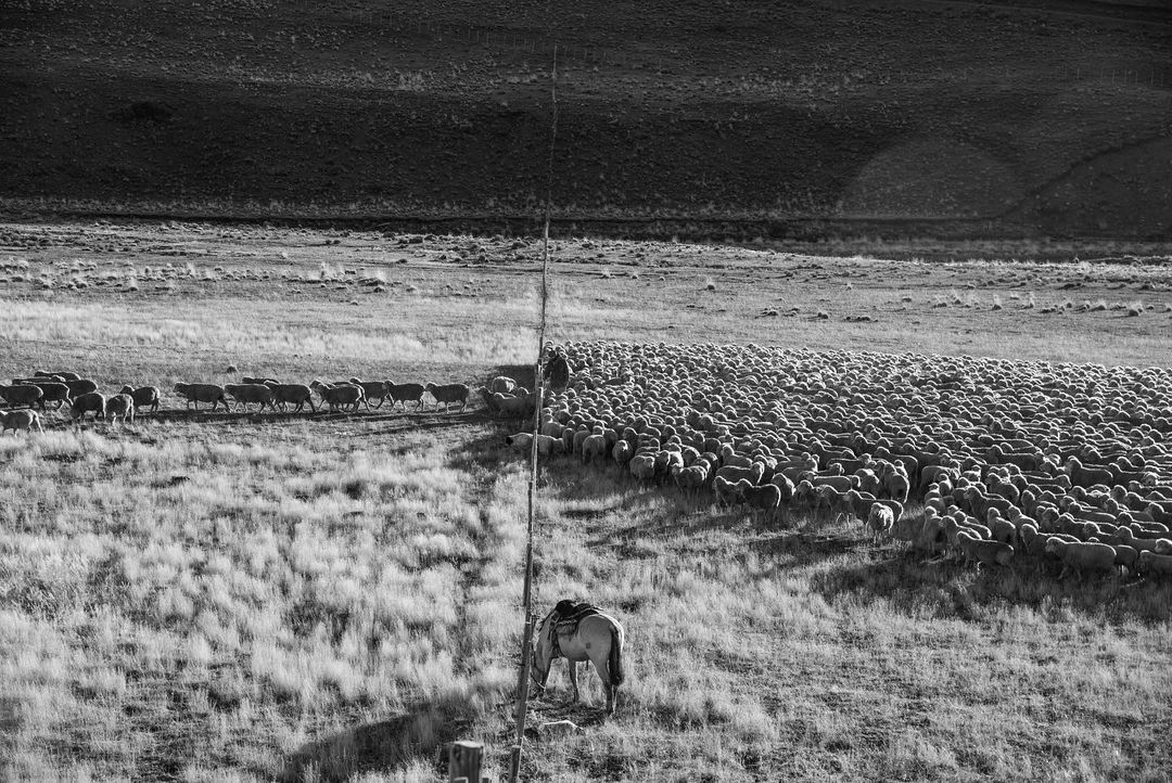 sheep_counting
              
              