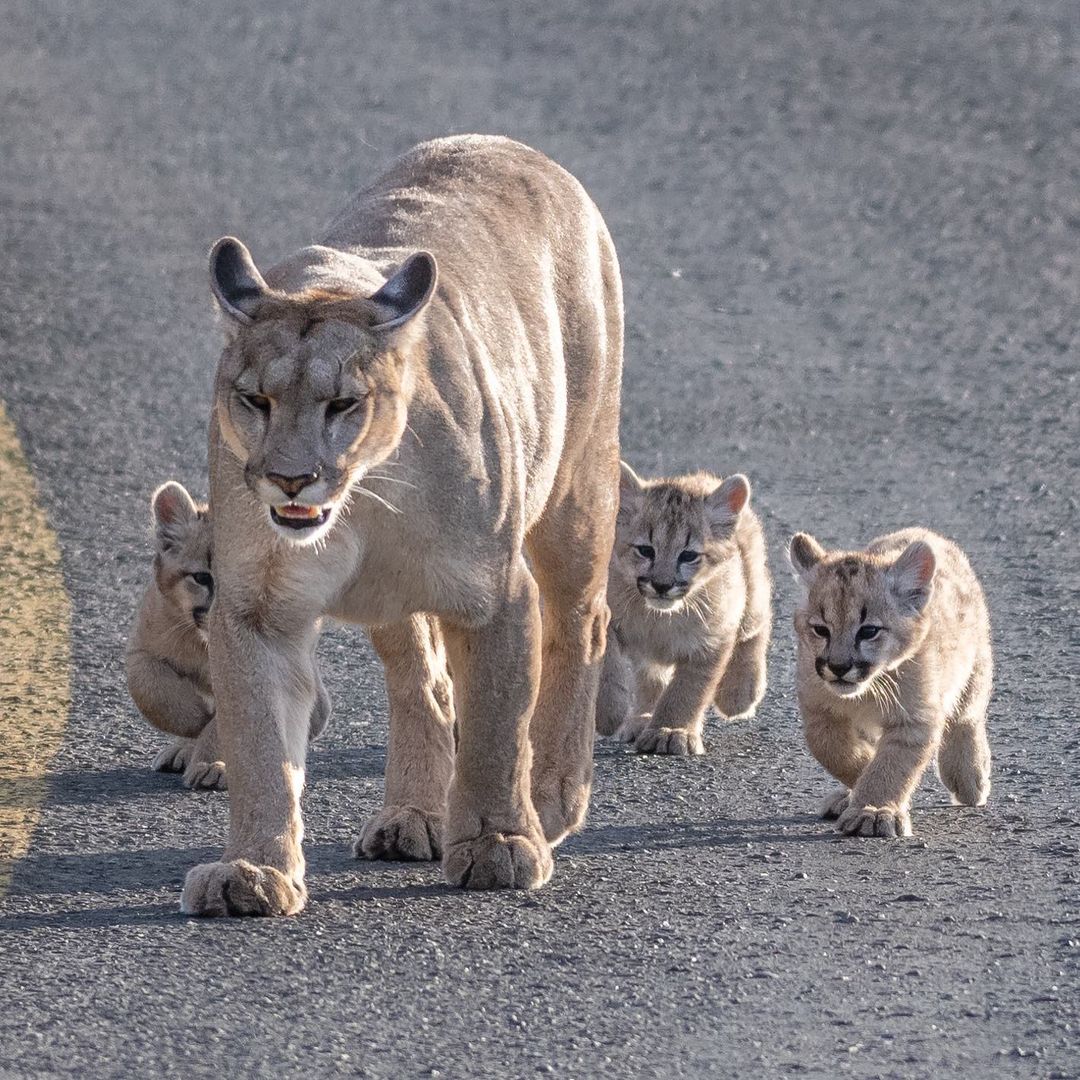 Cougar